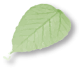 Green leaf 01 Green leaf 01