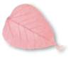 pink leaf 01