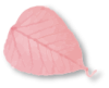 pink leaf 01 pink leaf 01