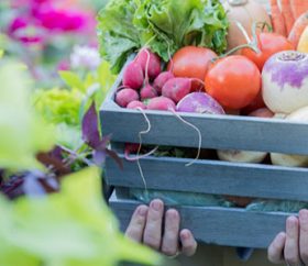 Unrecognizable woman holds basket of fresh veggies Unrecognizable woman holds a basket filled with fresh organic vegetables.
