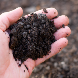 healthy soil